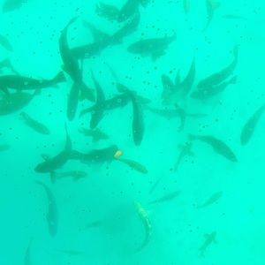 Meet your Posher, Dee